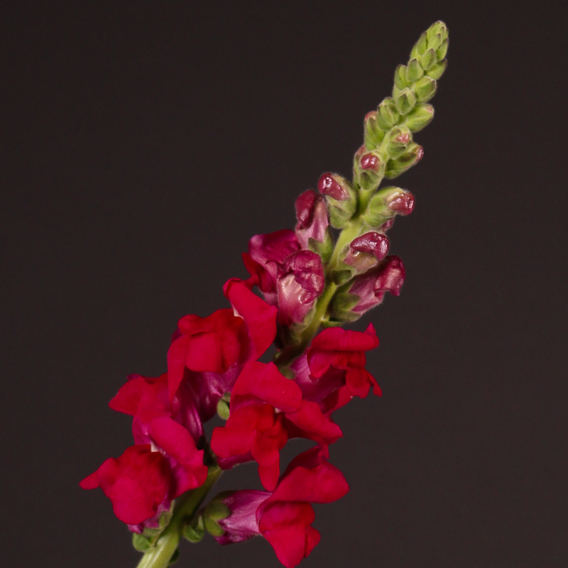 BOCCA DI LEONE / ANTIRRHINUM F1 POTOMAC ROYAL NR.1000 SEMI